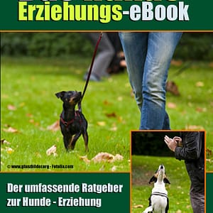 Hundeerziehung