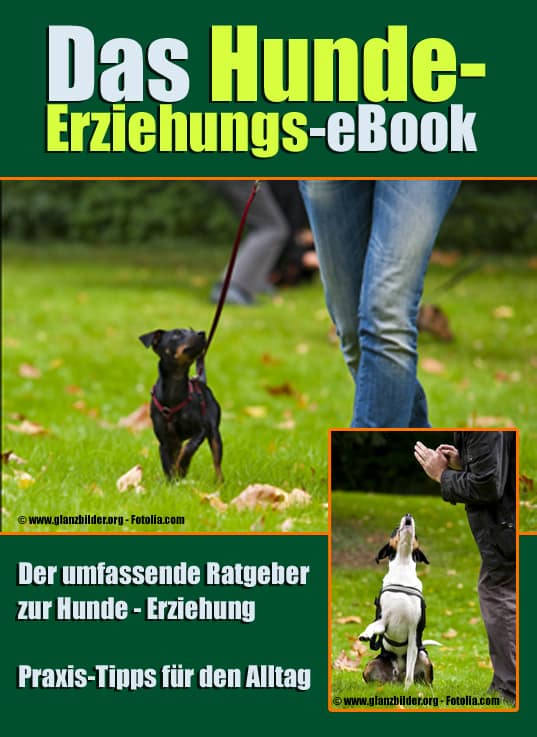 Hundeerziehung